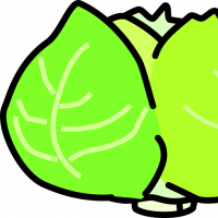 キャベツのイラスト